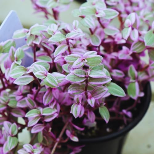 Callisia Repens Plant Live, 4''Pot, Pink Wandering Jew Vine Succulent Plant - Image 4