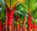 10 Red Sealing Wax Lipstick Palm Tree Seeds (Cyrtostachys Renda) House Plant by CZGrain