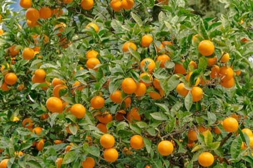 Valencia Orange Tree - 2-5 Inch Tall Live Plant - Potted Indoor/Outdoor Fruit Seedling - Citrus sinensis 'Valencia' - Image 5