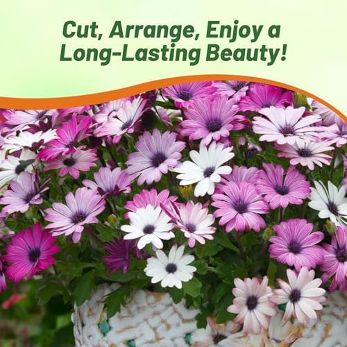 Outsidepride Osteospermum African Daisy Seed Mix - 100 Pcs. Perennial Flower Seeds for Planting Outdoors with Long-Lasting Blooms, Drought-Tolerant, Easy to Grow for Sunny Gardens & Borders - Image 6