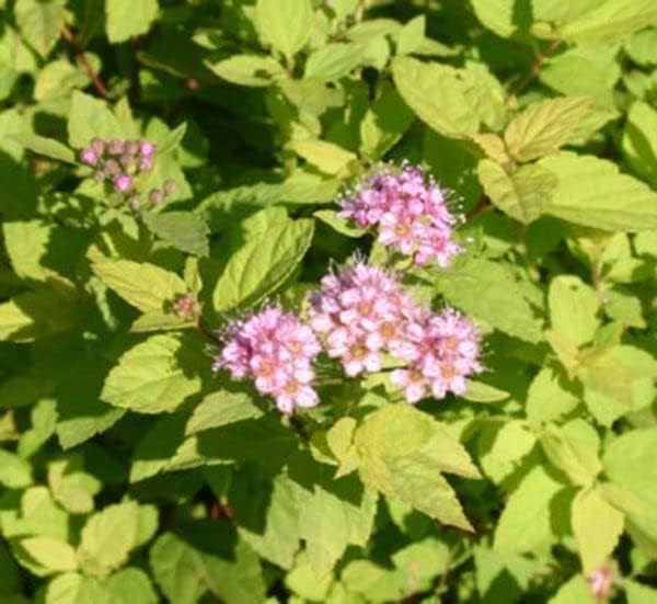 Gold Mound Spirea, Live Deciduous Flowering Shrub, 3 Gallon - Image 3
