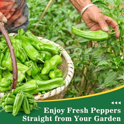 300+ Japanese Shishito Pepper Seeds for Planting, High Germination - Image 6