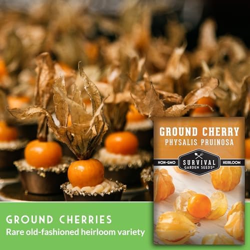 Ground Cherry Seeds for Planting – Husk Cherries (5 Packs) - Image 3