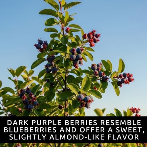 Saskatoon Serviceberry Seeds for Planting Native Berry 100 Premium Seeds - Image 2