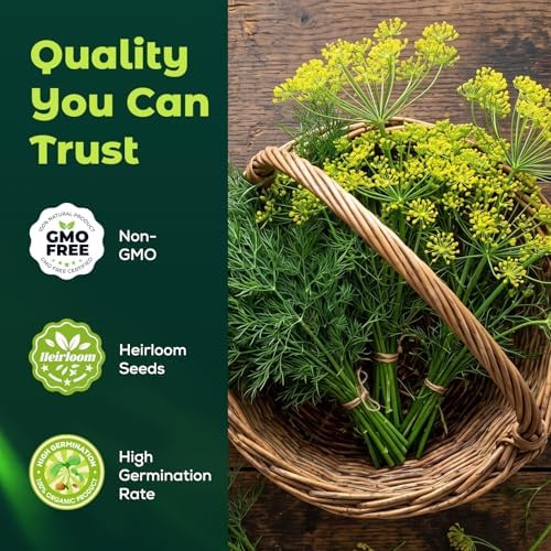 1200 Bouquet Dill Seeds for Planting Indoors & Outdoors - Premium Non-GMO Culinary Herb Seeds for Pickling, High Germination Fast Growing - Image 2