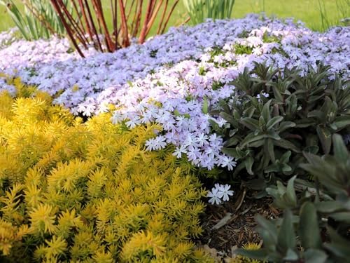 Greenwood Nursery: Live Ground-Cover Plants - White Creeping/Moss Phlox + Subulata - [Qty: 1x Pint Pot] - (Click for Other Available Plants/Quantities) - Image 2
