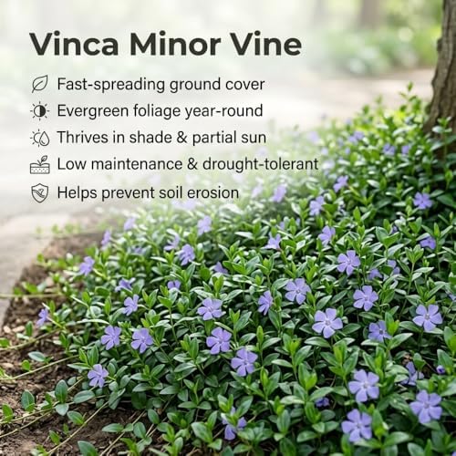 Vinca Plants - Vinca Minor, 4 Inch Size, Low Maintenance Evergreen Vine for Erosion Control and Shady Borders - Image 5
