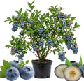 Sweet Blueberry Live Plant, Berry Seedling, 1-2 Ft Tall, Gallon Pot by Unknown