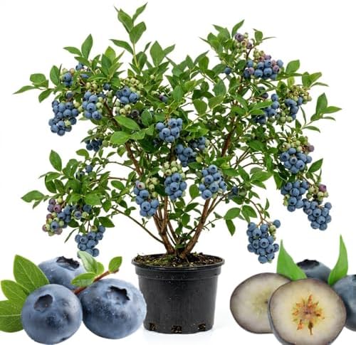 Sweet Blueberry Live Plant, Berry Seedling, 1-2 Ft Tall, Gallon Pot by Unknown