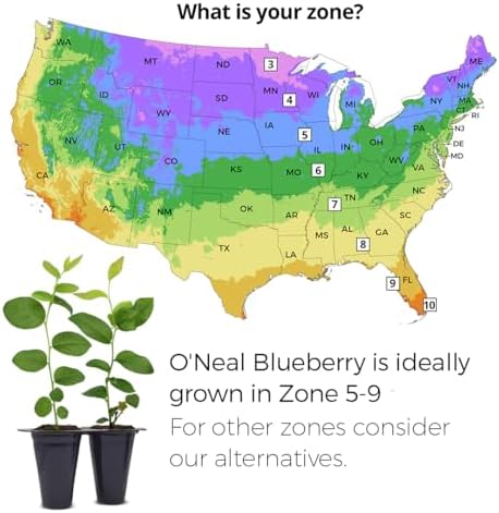 Live O'Neal Blueberry Plants (4 Pack) – Southern Highbush Blueberry Bushes Live for Planting, Exceptional Flavor, Early Harvest, Suitable for Diverse Climates - Image 3