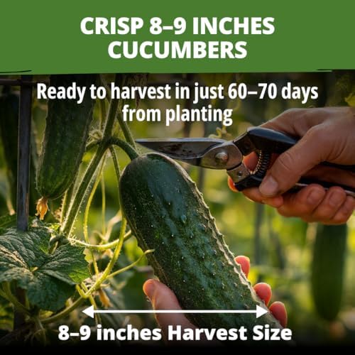 HOME GROWN Organic Marketmore Cucumber Seeds, 200+ Seeds, Cucumis sativus - Image 2