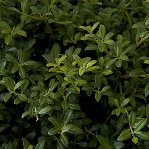 Soft Touch Holly (2.5 Gallon) Finely Textured Compact Evergreen Shrub - Full Sun Live Outdoor Plant - Ilex crenata - Image 3