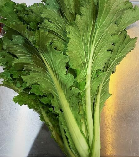 Michihili Chinese Cabbage Seeds - 1000+ Count & 1000+ Yong Napa Cabbage - for 2026 Planting Asian Chinese Greens Leafy Napa Spinach Vegetable Bok Choy Garden Heirloom Grow Your Own - Image 2