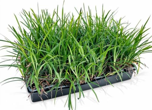 Liriope Spicata Live Plants, 18 Pack of 3 Inch Pots, Creeping Liriope by RogersPlantNursery