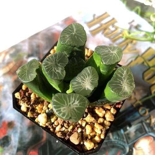 Haworthia Maughanii-Sacred Spring Rare Live Succulent Plants, 2.5" Bare Root Without Pot & Soil, Garden Indoor Office Desk Baby Shower Decoration, Friend Plant Lovers Gifts by Unknown
