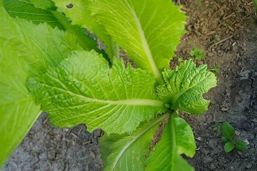 2000 Mustard Greens Seeds for Planting - Heirloom, Florida Broadleaf - Image 7