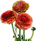 Ranunculus Cafe 10 Flower Bulbs - Spring Blooms, Tecolote Buttercups by EasytoGrow