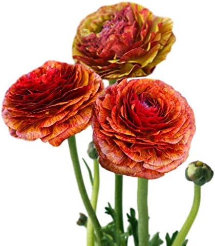 Ranunculus Cafe 10 Flower Bulbs - Spring Blooms, Tecolote Buttercups by EasytoGrow