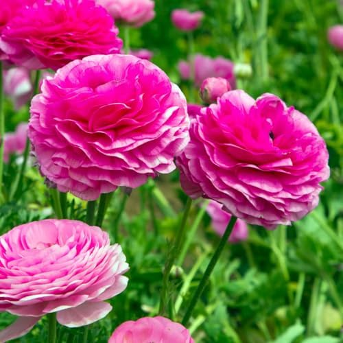25 Pink Ranunculus Bulbs for Planting, Peony Perennial Flower - Image 2