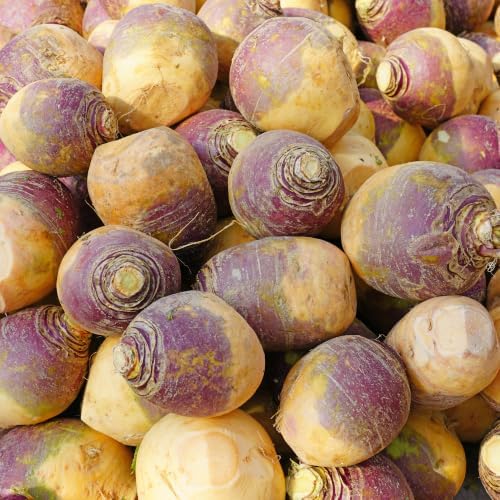 Purple Top White Globe Turnip Seeds for Planting - Heirloom Non GMO - Image 4