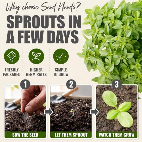 Seed Needs Spicy Globe Basil Seeds to Plant an Herb Garden - 5 Packs - Image 5