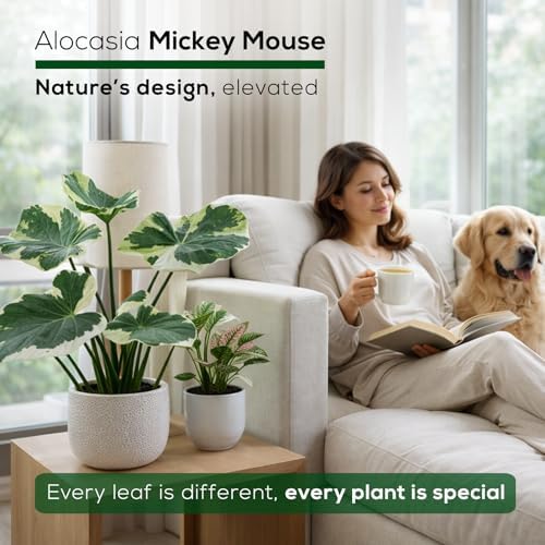 Alocasia Mickey Mouse (4 Pack) Live Plant,Rare Indoor Alocasia, Elephant Ear Houseplant,Unique Mickey Mouse Leaf Shape Plant,Tropical Houseplant Live, Starter Size Alocasia Plant for Indoor Home Decor - Image 6