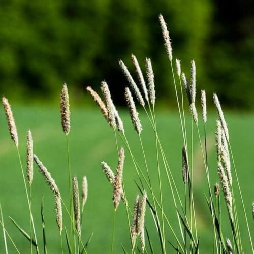 Climax Timothy Grass Seeds, 1 Pound by Seeds2Go by Seeds2Go