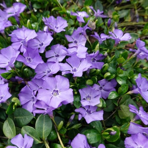 12 Vinca Minor Live Vines Rooted, Periwinkle Ground Cover Plant - Image 3