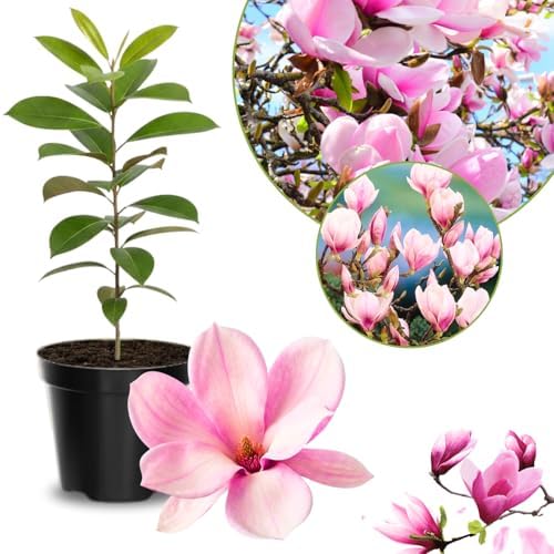 Saucer Magnolia Tree Live Plant, Cold Hardy Flower Tree, 6-12 Inch Tall by UIOTER