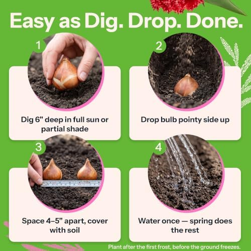 20 Qatar Red Fringed Tulip Bulbs for Fall Planting, Crispa - Image 4