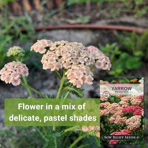 Sow Right Seeds - Pastel Mix Yarrow Seeds for Planting Perennial Herbs 2pk - Image 3