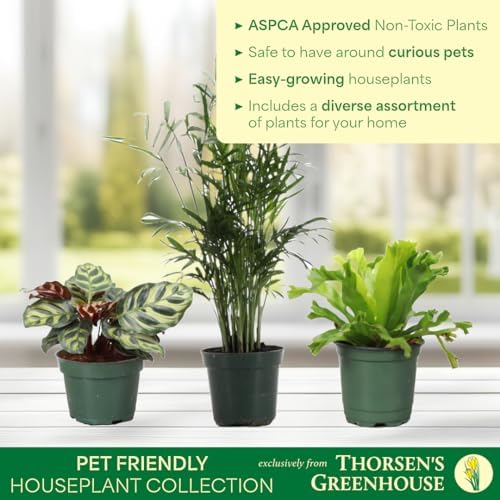 Live Pet Safe Houseplants (3 Pack), Grower's Choice Bundle, 4" Pots - Image 3