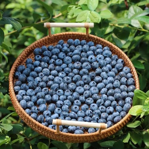 200pcs Dwarf Bonsai Blueberry Trees Seeds for Planting, Perennial Organic Sweet Gaint Blueberry Fruits Seeds, Non-GMO Heirloom Hummingbird Vine Pots Fruits Plants for Home Garden - Image 5