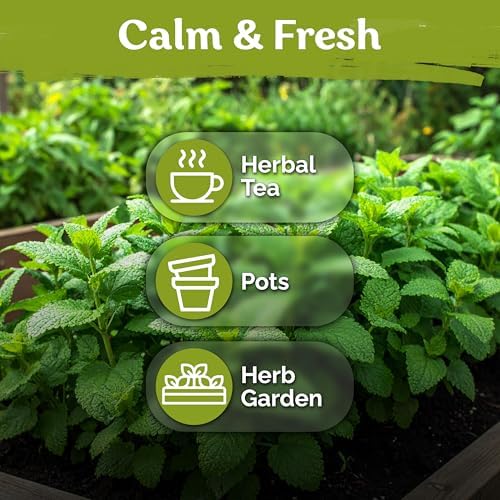 700 Lemon Balm Heirloom Herb Seeds for Planting, Melissa Officinalis - Image 6