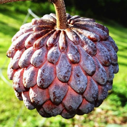 Big Sugar Apple Live Fruit Tree Tropical Plantae 2'-3' feet by Unknown