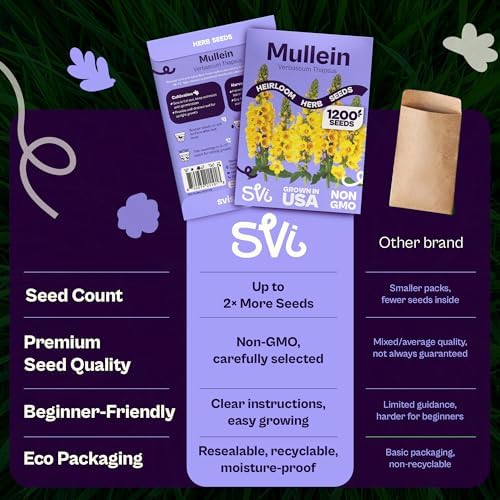 SVI 1200 Mullein Seeds for Planting (Verbascum thapsus) - Great Mullein, Heirloom Non GMO Herbs, 4-6 ft Spikes - Medicinal Herb Seeds for Flower and Herb Garden - Image 6