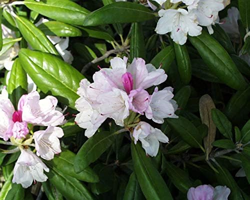 Rhododendron yak. 'Prince' (Rhododendron) Evergreen, pink flowers with dark pink edge, #2 - Size Container - Image 2
