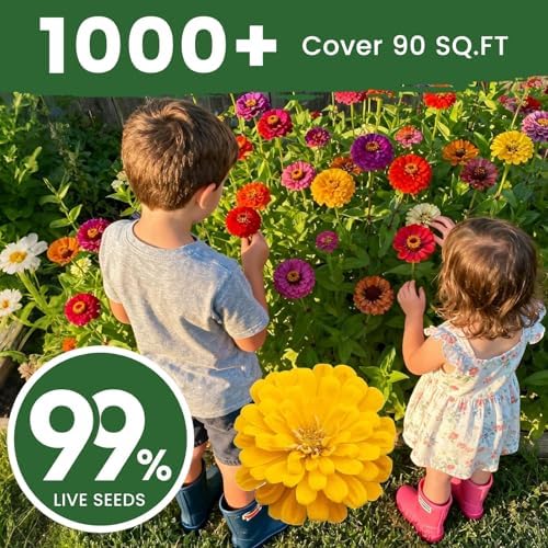 1000+ Zinnia Dahlia Seeds Flower Seeds for 2026 Planting, 0.35 Oz, 5 Varieties (Pink, Yellow, Orange, White, Purple), 10G Mixed Colors and Large Blooms, Open Pollinated - Bulk - Image 6
