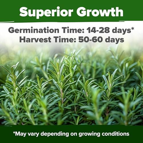 HOME GROWN Rosemary Seeds, 300 Seeds, Salvia rosmarinus - Image 2