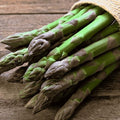 25 'Millennium' Asparagus Plants - Bare Root Asparagus Crowns - Cold Hardy and Grows Well in Heavy Soils - 2yr-Crowns from Hand Picked Nursery by HandPickedNursery