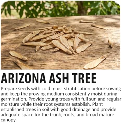 30 Arizona Ash Tree Seeds | Fraxinus Velutina Shade Tree Seeds for Planting - Image 6