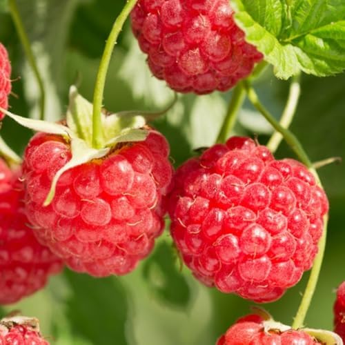 2 Red Raspberry Live Plants, Sweet Edible Berry Bush, 4-8 Inch Tall - Image 4