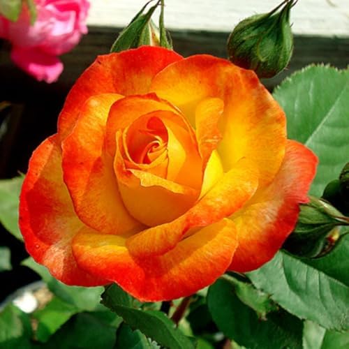 Random Climbing Live Rose Plant, Bush, 5-10 Inch Tall - Image 7