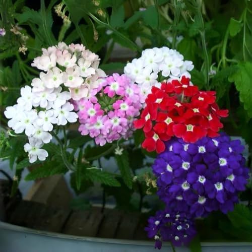 Verbena Flower Seeds 5000 – Vibrant Mixed Variety – Easy-Grow, Drought-Resistant Blooms for Beds, Borders & Pollinator Gardens - Image 2