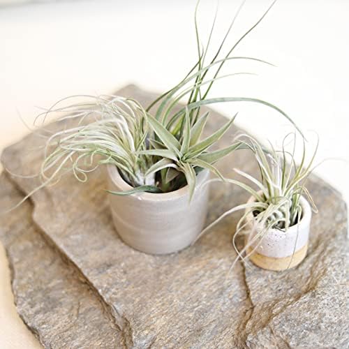 Air Plant Low Light House Plants Box (8PK), Easy Pet Friendly Houseplants - Image 7