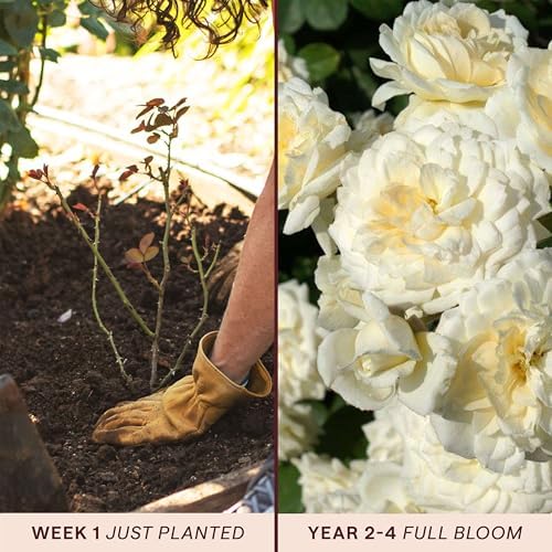 Heirloom Climbing Roses, Live Own Root Plant, Wedding Garland - Image 3