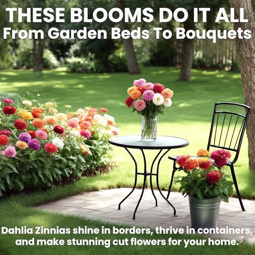 NatureZ Edge Zinnia Seeds for 2026 Planting Outdoors, Over 550 Flower Seeds, 4g, Non GMO Made in USA, Bulk Semillas De Flores para Sembrar, Dahlia Mix, Easy to Grow Zinnia Seed Mix - Image 5