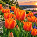 25 Orange Dynasty Tulip Bulbs | Orange-Pink Triumph Tulips for Spring by CZGrain