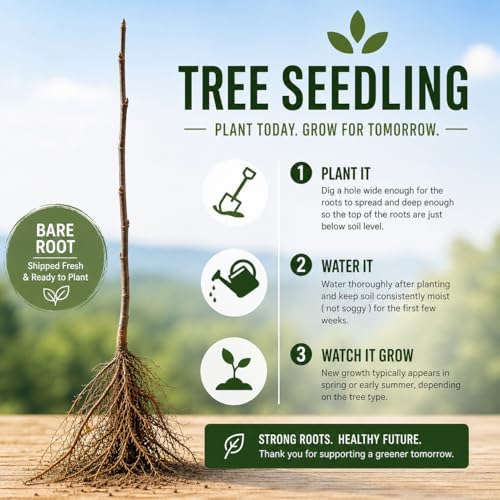 3 Black Cherry Fruit Tree Live Plants - Prunus serotina, Ships Dormant - Great for Home and Garden Yards Planting - Native Edible Cherry Shade Tree (3 Rooted Tree Plants) - Image 2