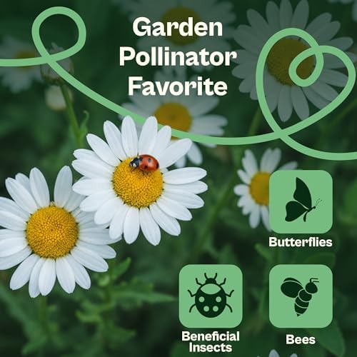 SVI 1000 Alaska Shasta Daisy Seeds (Leucanthemum) – White Daisy Flowers Seed Packets Bulk – Heirloom Wild Flowers, Perennial Flower Seeds for Indoor Garden & Outdoor Garden, Containers, Flower Beds - Image 4
